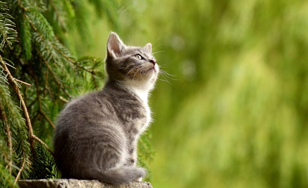 cat, nature, young animal-2083492.jpg